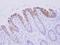 Biglycan antibody, GTX102765, GeneTex, Immunohistochemistry paraffin image 