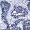 Insulin Receptor Substrate 1 antibody, GTX38614, GeneTex, Immunohistochemistry paraffin image 
