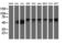 Non-POU Domain Containing Octamer Binding antibody, LS-C787235, Lifespan Biosciences, Western Blot image 