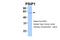 PC4 And SFRS1 Interacting Protein 1 antibody, 28-153, ProSci, Enzyme Linked Immunosorbent Assay image 