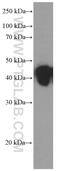 Major Histocompatibility Complex, Class I, A antibody, 66013-1-Ig, Proteintech Group, Western Blot image 
