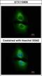 PSA antibody, GTX115909, GeneTex, Immunofluorescence image 