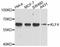 Kruppel Like Factor 4 antibody, A11853, ABclonal Technology, Western Blot image 