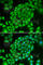 T-cell leukemia/lymphoma protein 1A antibody, A0629, ABclonal Technology, Immunofluorescence image 