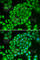 T Cell Leukemia/Lymphoma 1A antibody, A0629, ABclonal Technology, Immunofluorescence image 