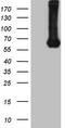 Protein Z, Vitamin K Dependent Plasma Glycoprotein antibody, TA806764S, Origene, Western Blot image 