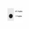 TSC Complex Subunit 1 antibody, F48766-0.4ML, NSJ Bioreagents, Dot Blot image 