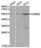 Caspase Recruitment Domain Family Member 8 antibody, A0293, ABclonal Technology, Western Blot image 