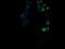Reactive Oxygen Species Modulator 1 antibody, LS-C337927, Lifespan Biosciences, Immunofluorescence image 