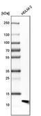 Beta-2-Microglobulin antibody, NBP1-87482, Novus Biologicals, Western Blot image 