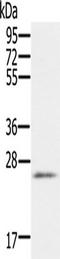 RNA Binding Motif Protein 38 antibody, TA351587, Origene, Western Blot image 