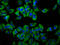 TMEM231 antibody, LS-C681561, Lifespan Biosciences, Immunofluorescence image 