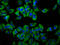 Transmembrane Protein 231 antibody, LS-C681561, Lifespan Biosciences, Immunofluorescence image 