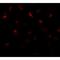 Proline Rich 5 Like antibody, LS-C144364, Lifespan Biosciences, Immunofluorescence image 