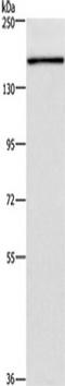 High Density Lipoprotein Binding Protein antibody, TA351242, Origene, Western Blot image 