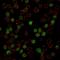 Spi-1 Proto-Oncogene antibody, GTX17997, GeneTex, Immunocytochemistry image 