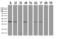 Protein FAM51A1 antibody, UM800077CF, Origene, Western Blot image 