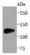 Sirtuin 1 antibody, NBP2-67364, Novus Biologicals, Western Blot image 