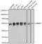 RB Binding Protein 7, Chromatin Remodeling Factor antibody, A6967, ABclonal Technology, Western Blot image 