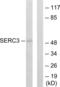 Serine Incorporator 3 antibody, abx013593, Abbexa, Western Blot image 