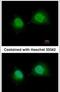 General Transcription Factor IIA Subunit 1 antibody, PA5-30934, Invitrogen Antibodies, Immunofluorescence image 