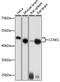 Cyclin E1 antibody, 15-436, ProSci, Western Blot image 