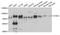 Ataxin 1 antibody, orb247306, Biorbyt, Western Blot image 
