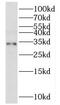 Mitochondrial Ribosomal Protein L2 antibody, FNab05320, FineTest, Western Blot image 