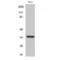 Olfactory Receptor Family 6 Subfamily C Member 3 antibody, LS-C385198, Lifespan Biosciences, Western Blot image 