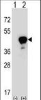 Leucine Rich Alpha-2-Glycoprotein 1 antibody, LS-C165863, Lifespan Biosciences, Western Blot image 