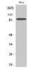 Microtubule Affinity Regulating Kinase 3 antibody, STJ92512, St John