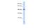 Protocadherin Alpha Subfamily C, 2 antibody, A16195, Boster Biological Technology, Western Blot image 