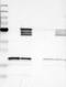 Gap Junction Protein Epsilon 1 antibody, NBP2-14051, Novus Biologicals, Western Blot image 