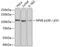 Nuclear Factor Kappa B Subunit 2 antibody, 14-187, ProSci, Western Blot image 