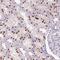 PHD Finger Protein 21B antibody, PA5-62852, Invitrogen Antibodies, Immunohistochemistry frozen image 