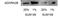 Adenosine A2b Receptor antibody, NBP1-68953, Novus Biologicals, Western Blot image 