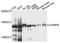 Symplekin antibody, STJ111388, St John