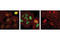 Chromobox 3 antibody, 2600S, Cell Signaling Technology, Immunofluorescence image 