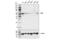 PGI antibody, 57893S, Cell Signaling Technology, Western Blot image 