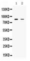 SMAD Specific E3 Ubiquitin Protein Ligase 1 antibody, PB9892, Boster Biological Technology, Western Blot image 