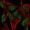 RELT TNF Receptor antibody, NBP2-56851, Novus Biologicals, Immunofluorescence image 