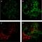 Selectin P antibody, NB100-65392APC, Novus Biologicals, Immunocytochemistry image 
