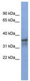 fox2 antibody, TA343808, Origene, Western Blot image 
