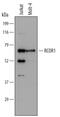 REST Corepressor 1 antibody, MAB6047, R&D Systems, Western Blot image 