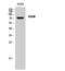 Amyloid Beta Precursor Protein Binding Family B Member 1 Interacting Protein antibody, STJ95456, St John