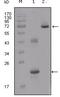 Insulin Like Growth Factor Binding Protein 2 antibody, MA5-15400, Invitrogen Antibodies, Western Blot image 