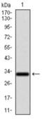 Nuclear Receptor Subfamily 6 Group A Member 1 antibody, abx012122, Abbexa, Western Blot image 