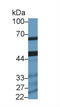 Hydroxyacyl-CoA Dehydrogenase Trifunctional Multienzyme Complex Subunit Beta antibody, abx129860, Abbexa, Western Blot image 