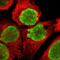 Nucleophosmin 1 antibody, NBP1-90047, Novus Biologicals, Immunocytochemistry image 