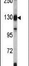 Exportin 1 antibody, PA5-13642, Invitrogen Antibodies, Western Blot image 